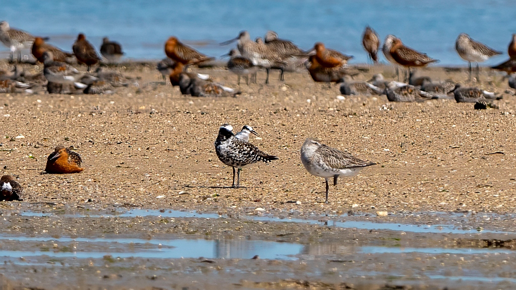 Grey Plover